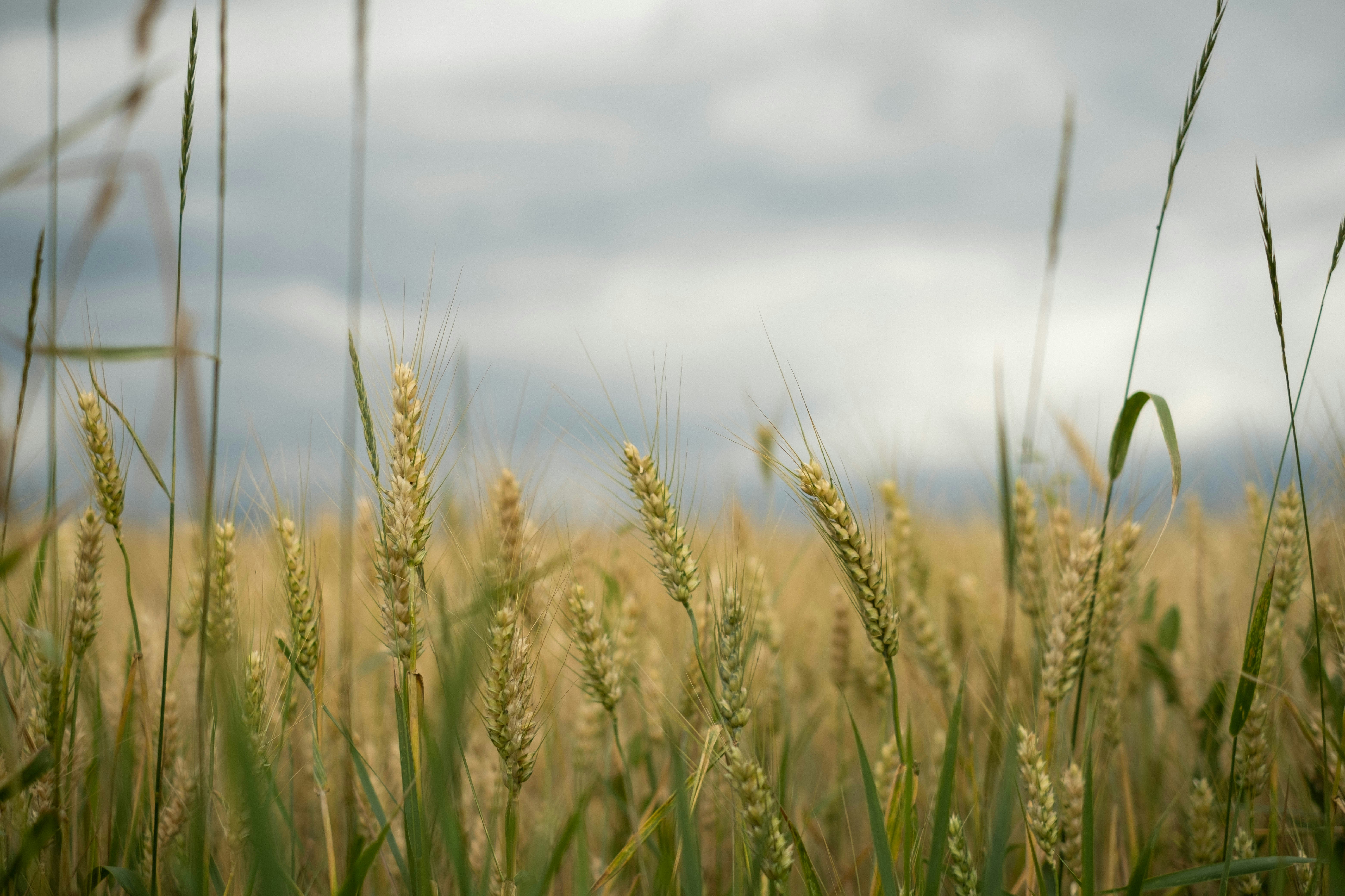 green wheat field during daytime